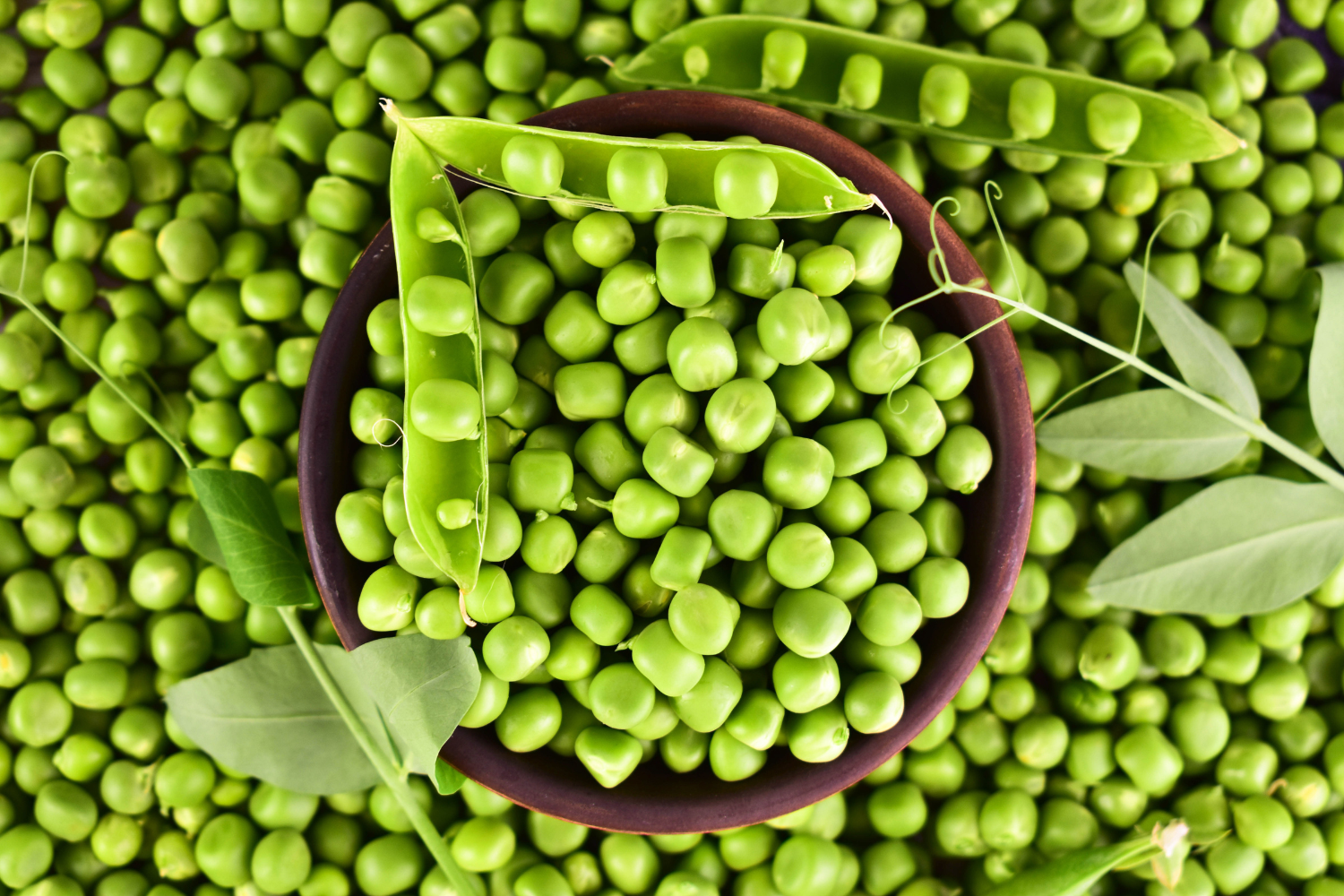 Green peas as one main ingredient for protein powders.