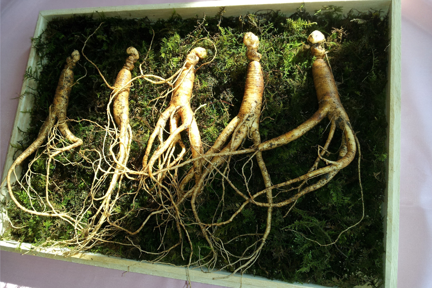 Panseng ginseng roots.