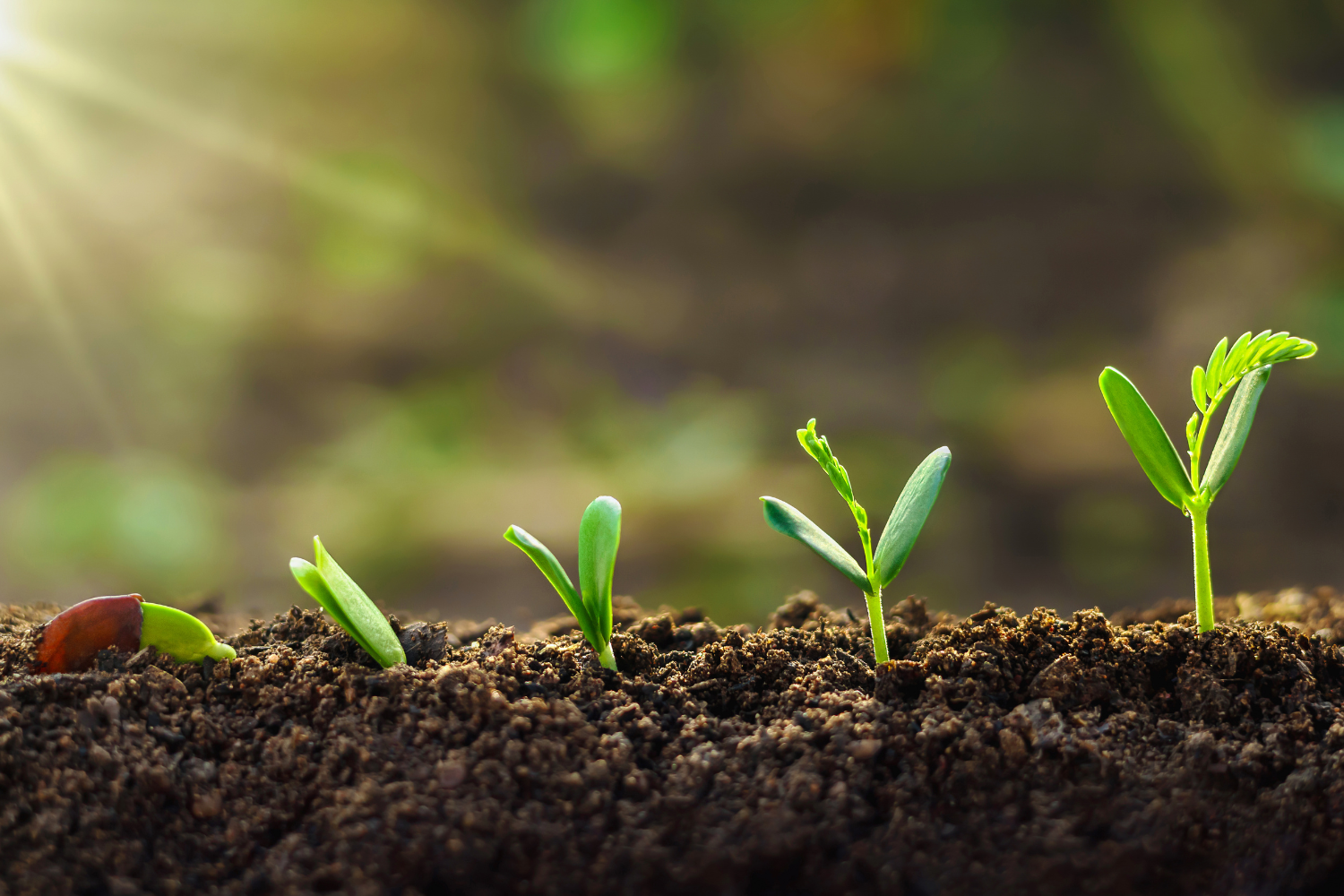 Image signifying the growing demand for sustainable supplements.