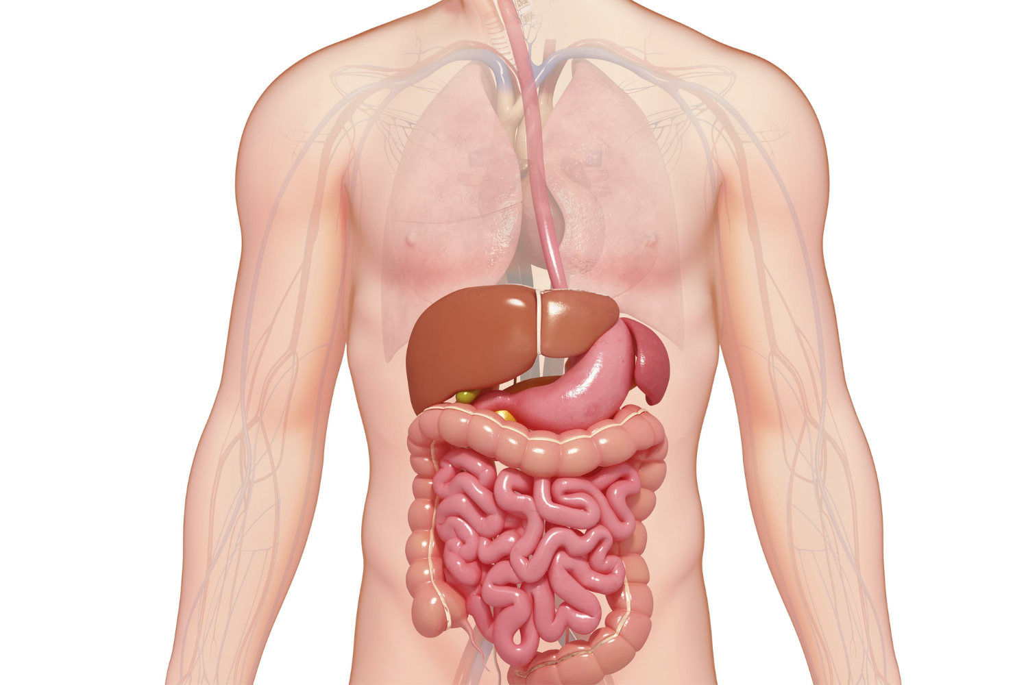 An illustration of the human digestive system.