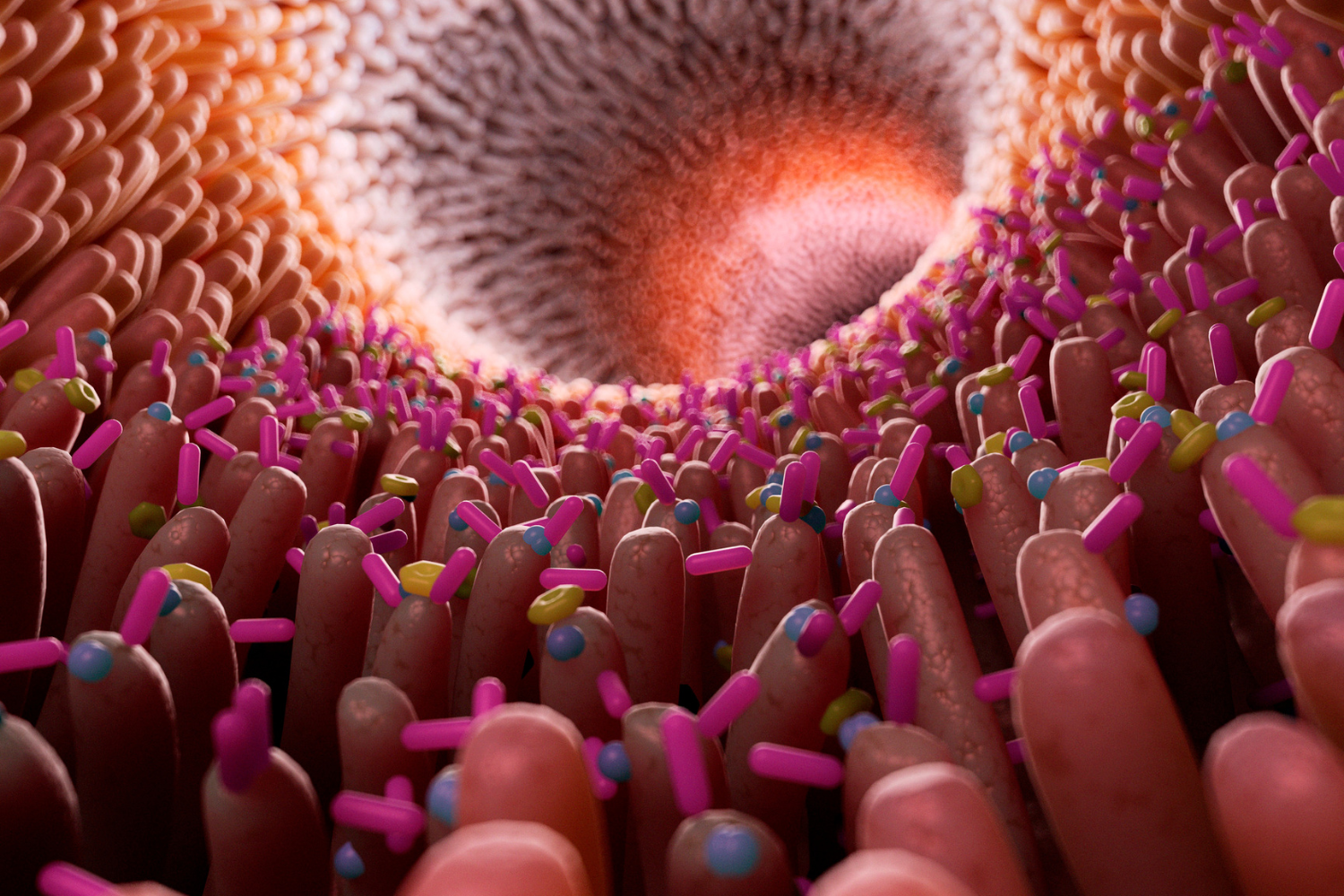 A healthy gut microbiome.