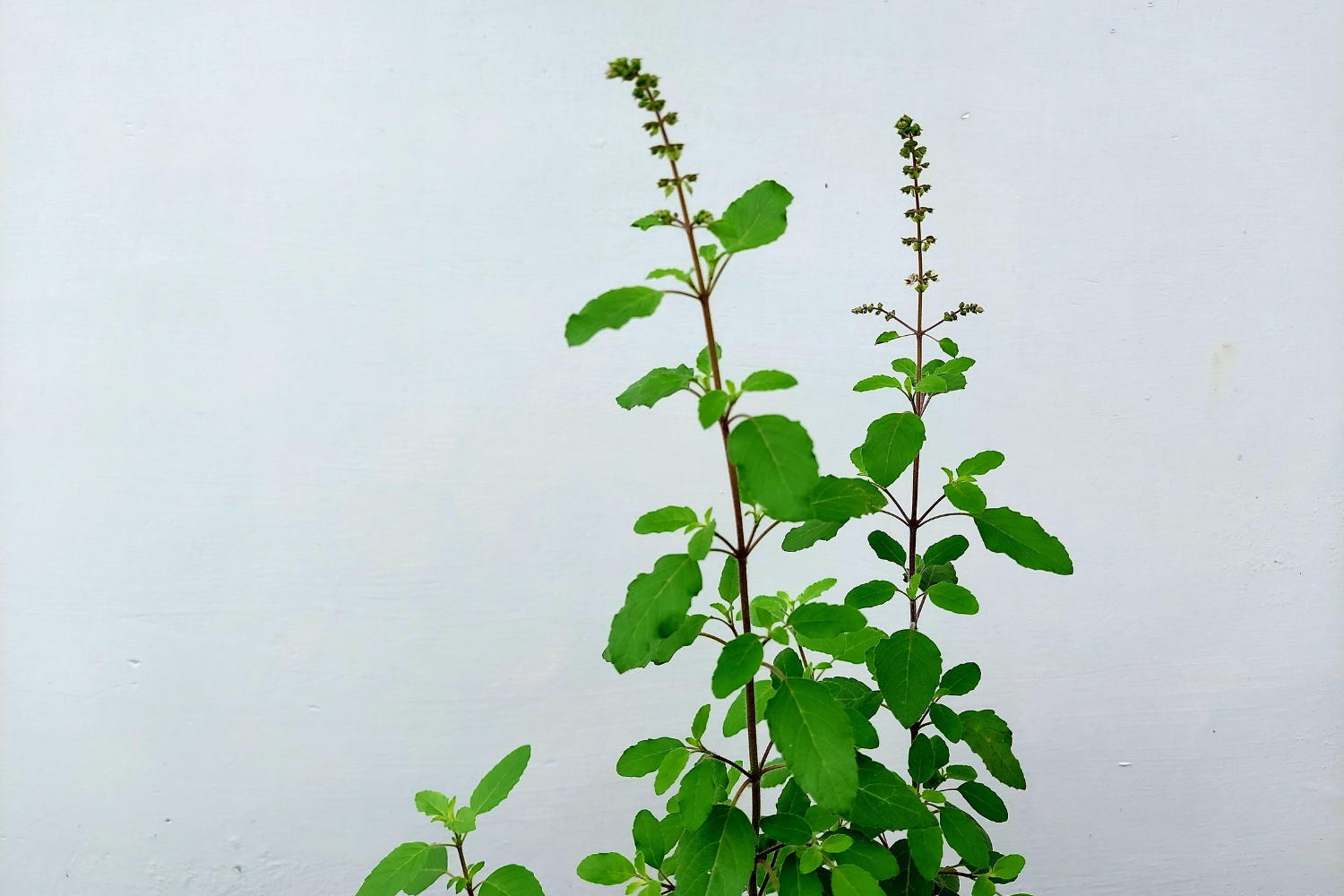 A holy basil plant.