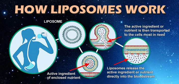 Illustration by Nutrapak on how liposomes work.