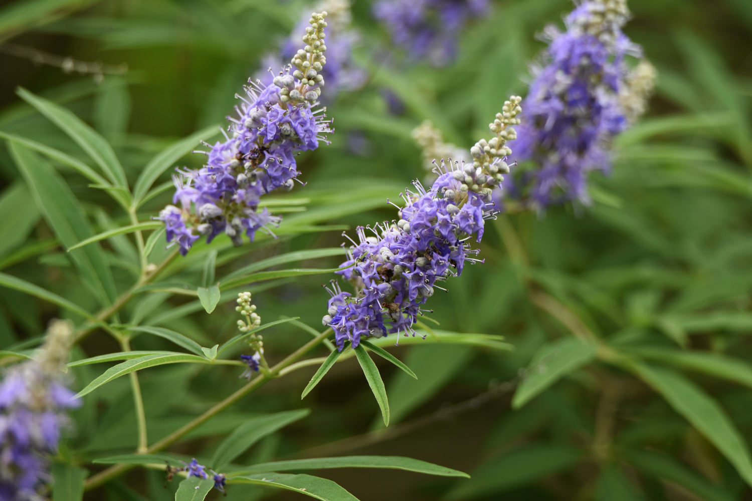 Chasteberry plant.