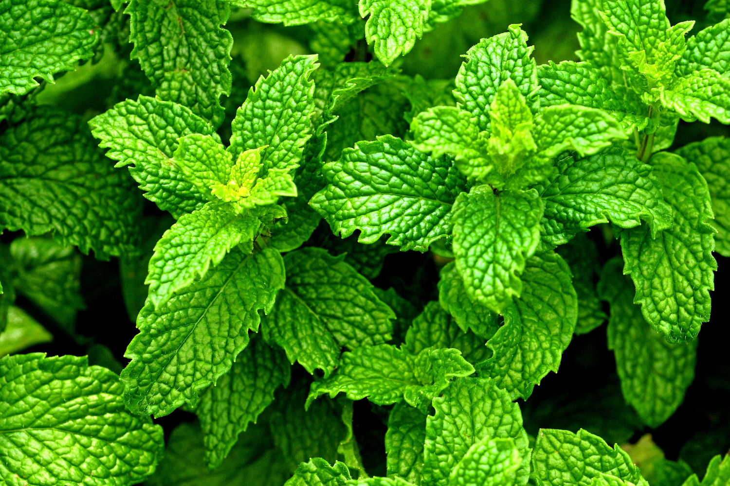 Peppermint plant.