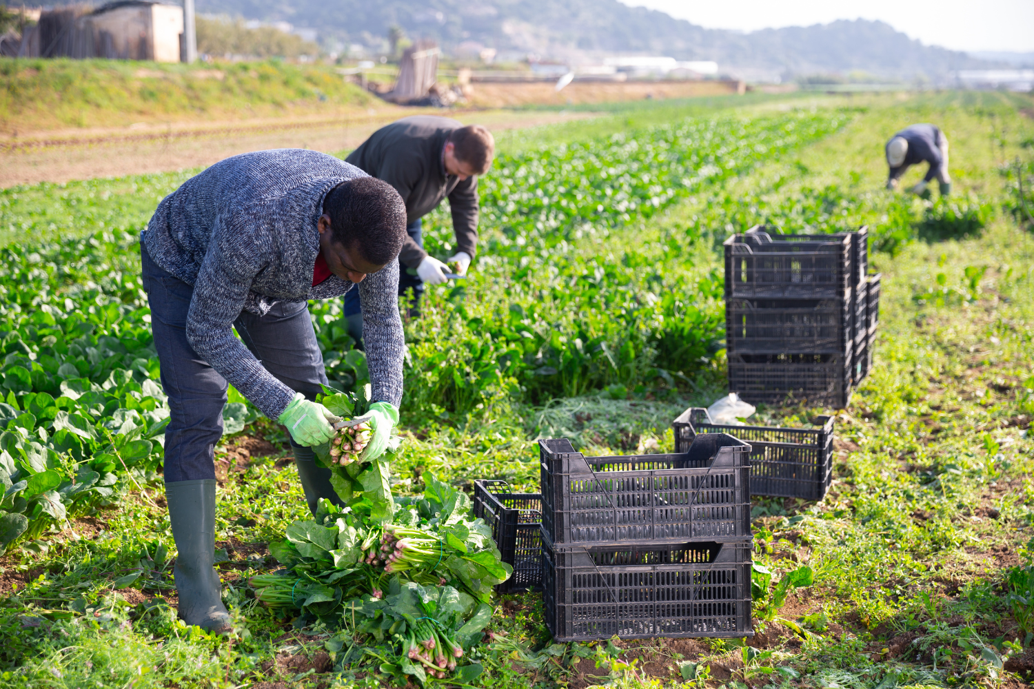 A farm worker harvesting organic herbs.