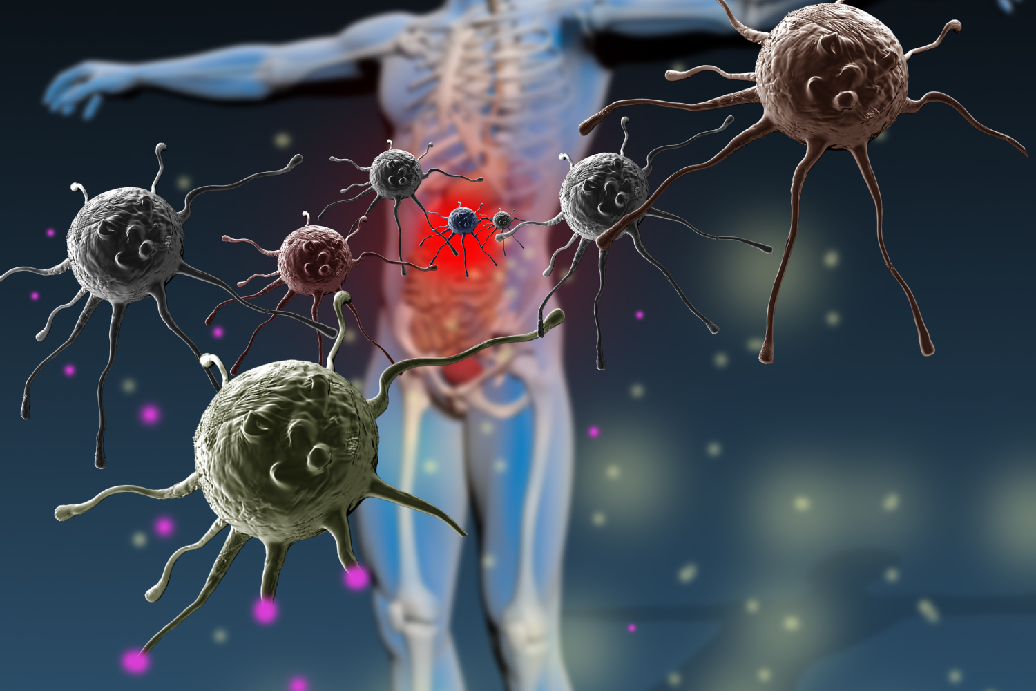 Illustrated diagram showing how immune supplements support immune cells and body defenses.