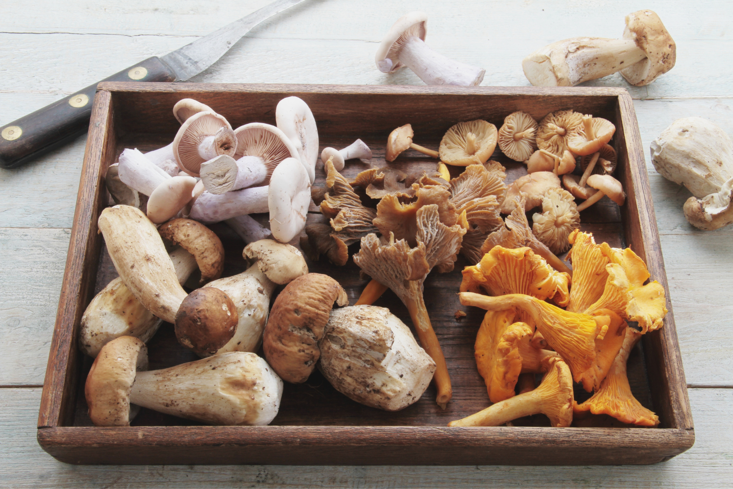 Wooden board with different types of mushrooms.
