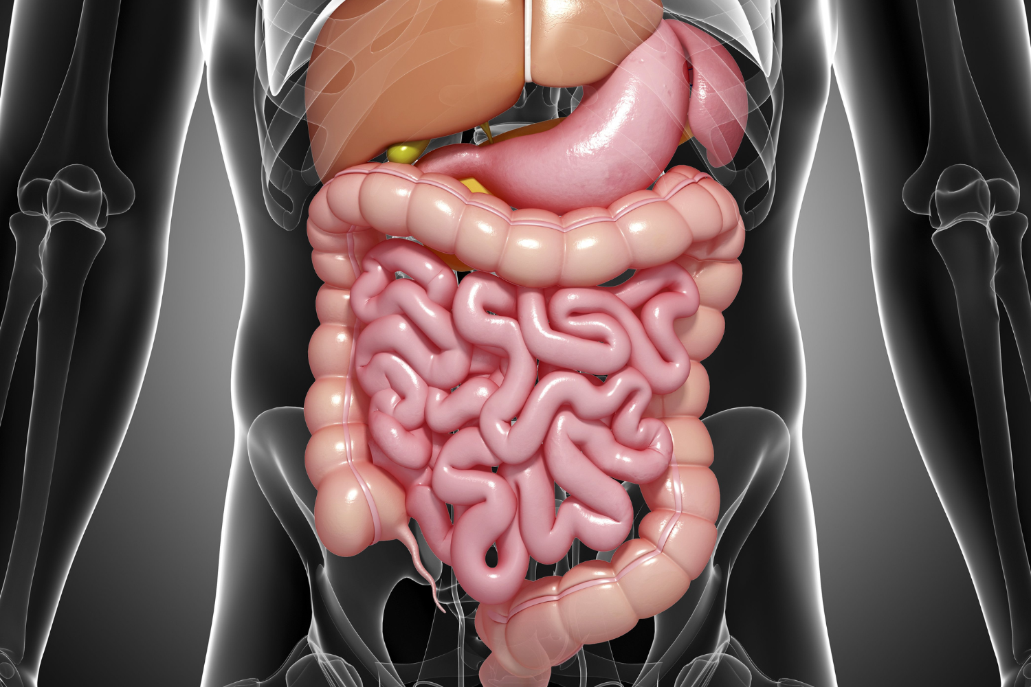 Digital illustration of digestive health.