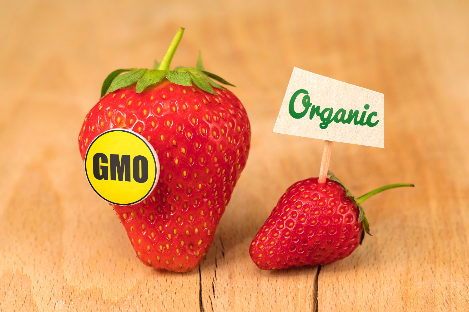 Side by side comparison of GMO and Non-GMO strawberries.