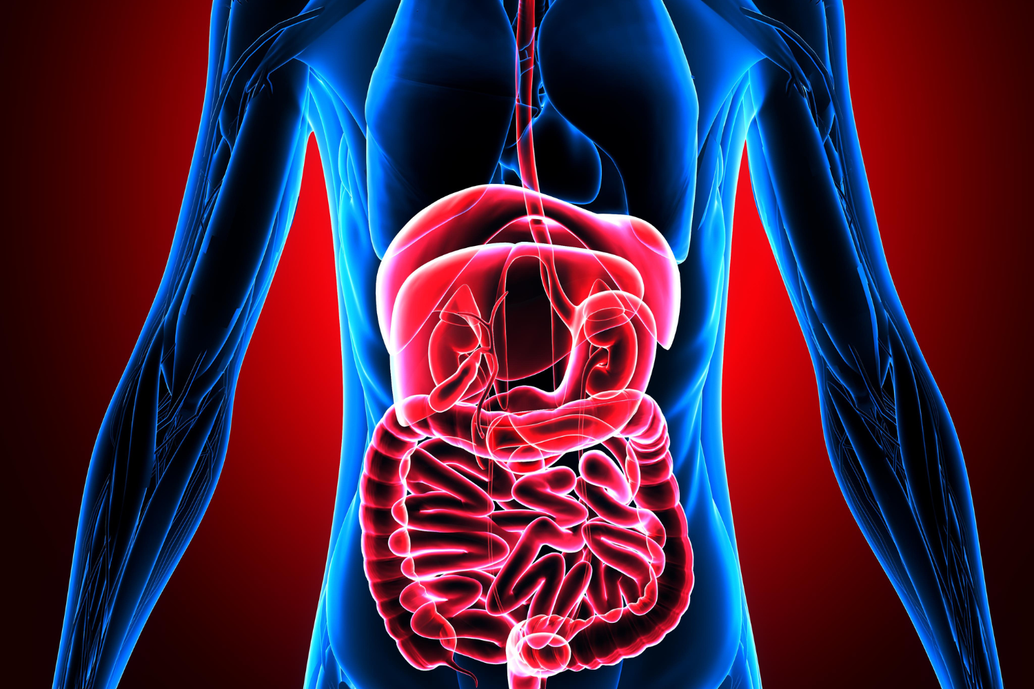 Illustration of a human body's liver, kidney, and digestive system.