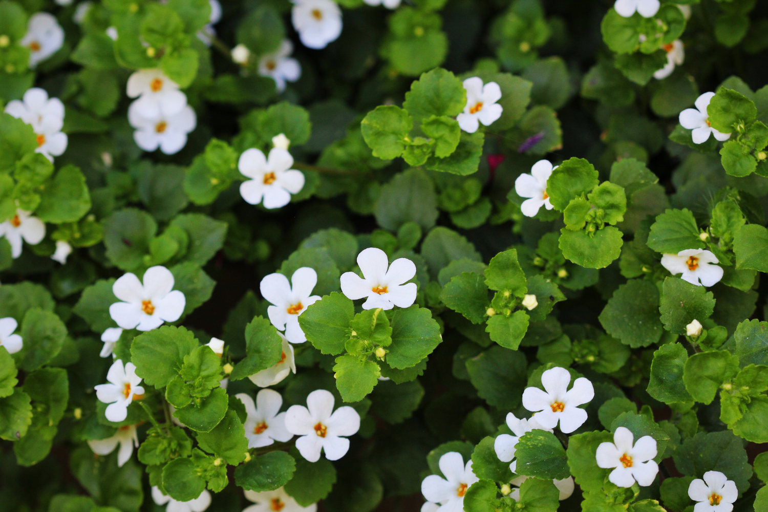 A close-up shot of Bacopa Monnieri leaves and flowers.