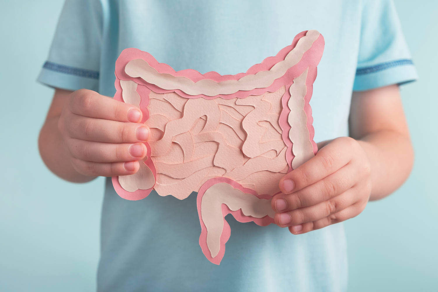 Person holding a model of the digestive system.