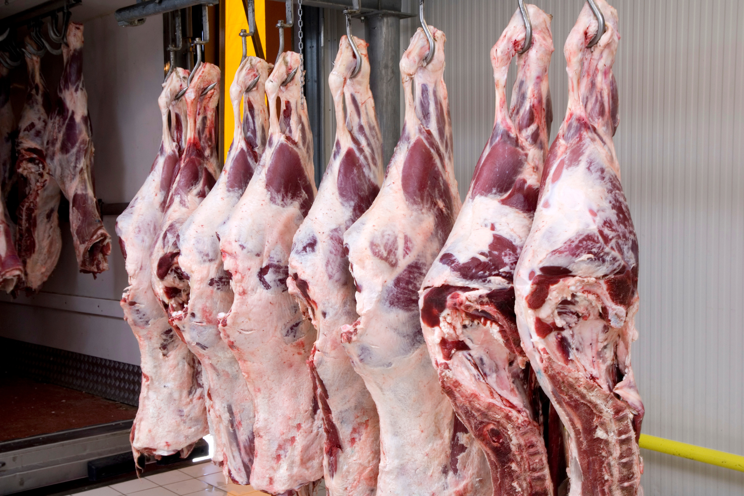 Image depicting halal slaughter.