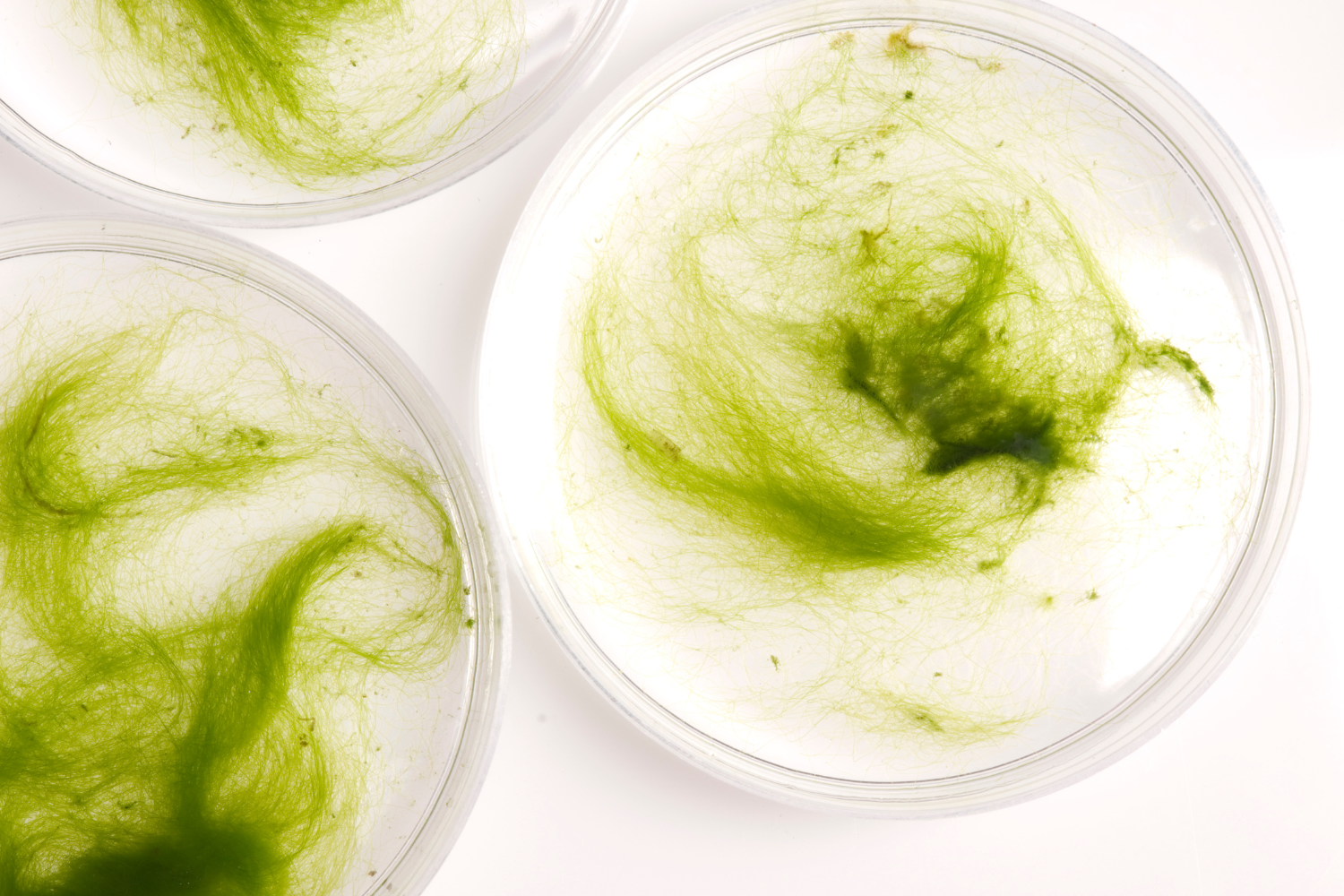 A close-up image of green marine algae in petri dishes.
