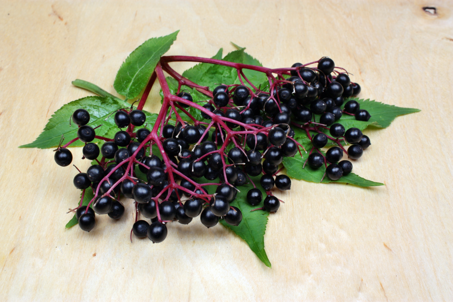 A bunch of elderberries.