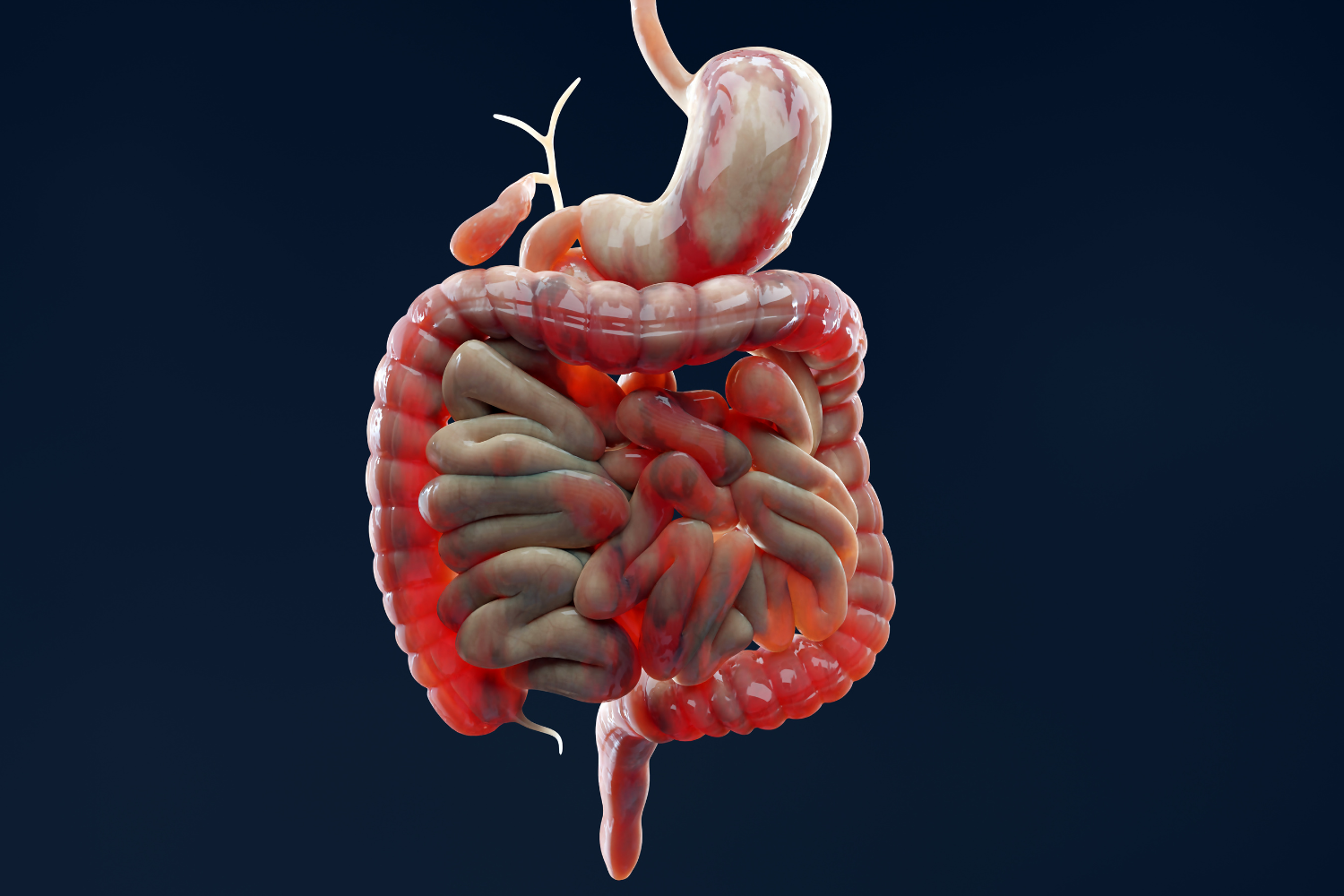 A digital illustration showing the human digestive system.
