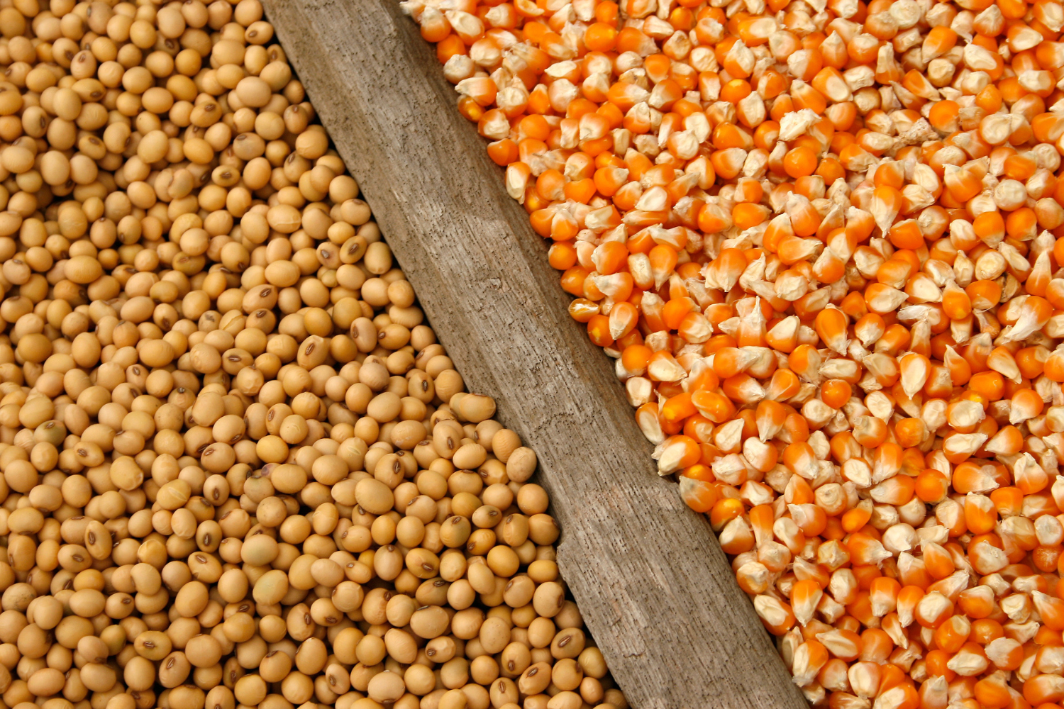 Soybeans and corn as common GMO products.