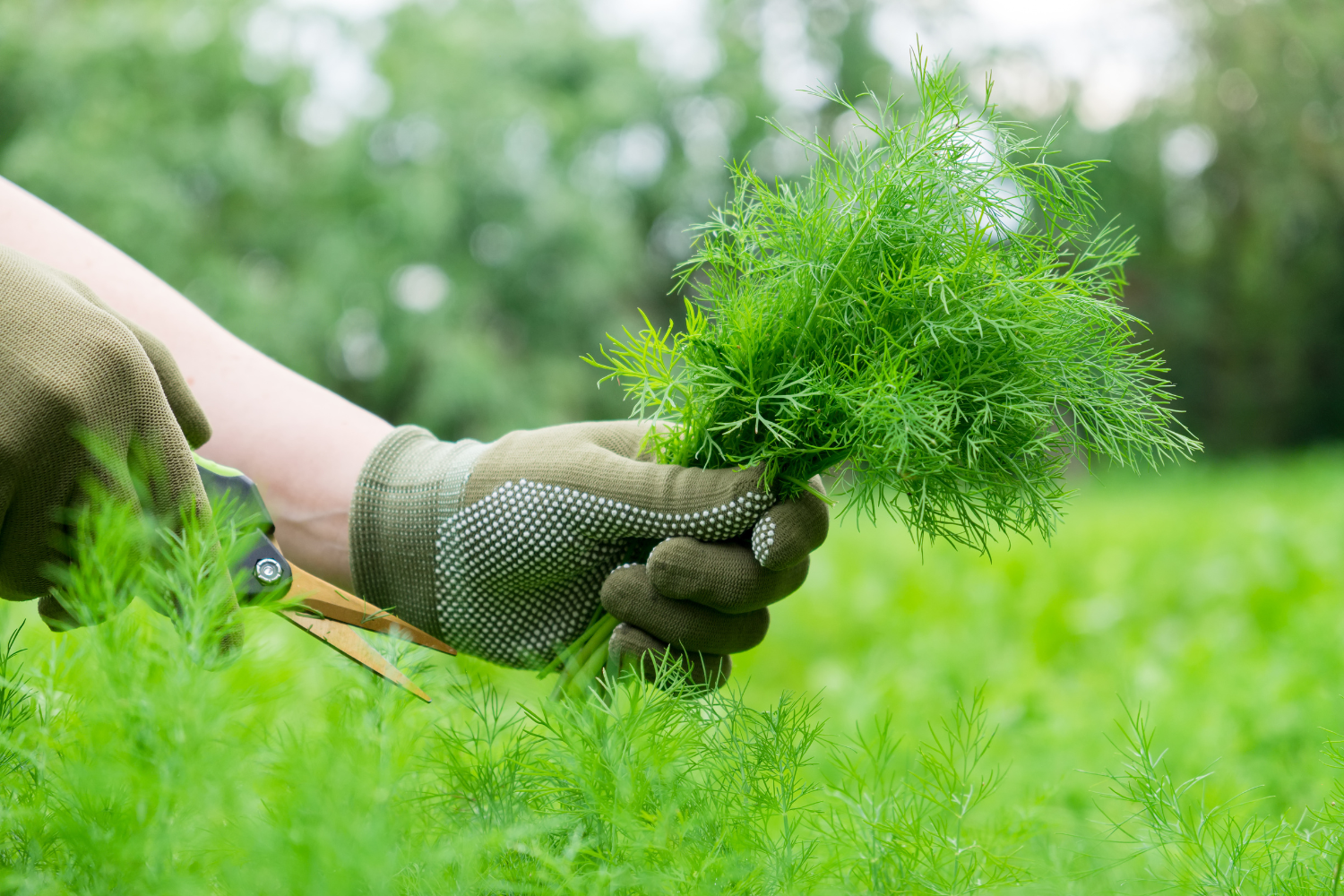 A farmer harvesting herbs in an organic field for supplement production.