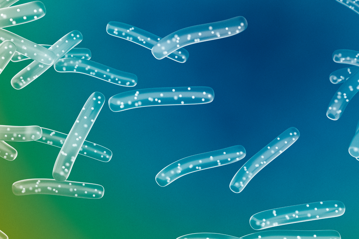 A magnified view of beneficial probiotic bacteria.