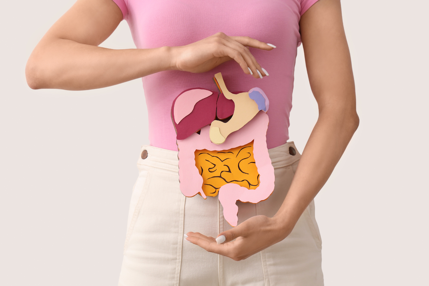 Person holding a digestive system model.